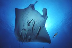 Maldives Diving Holiday - Manta 